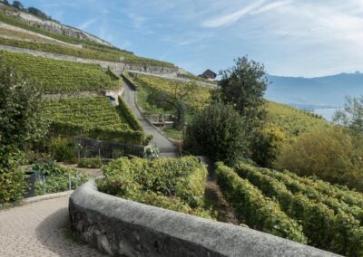 cycling through vineyards