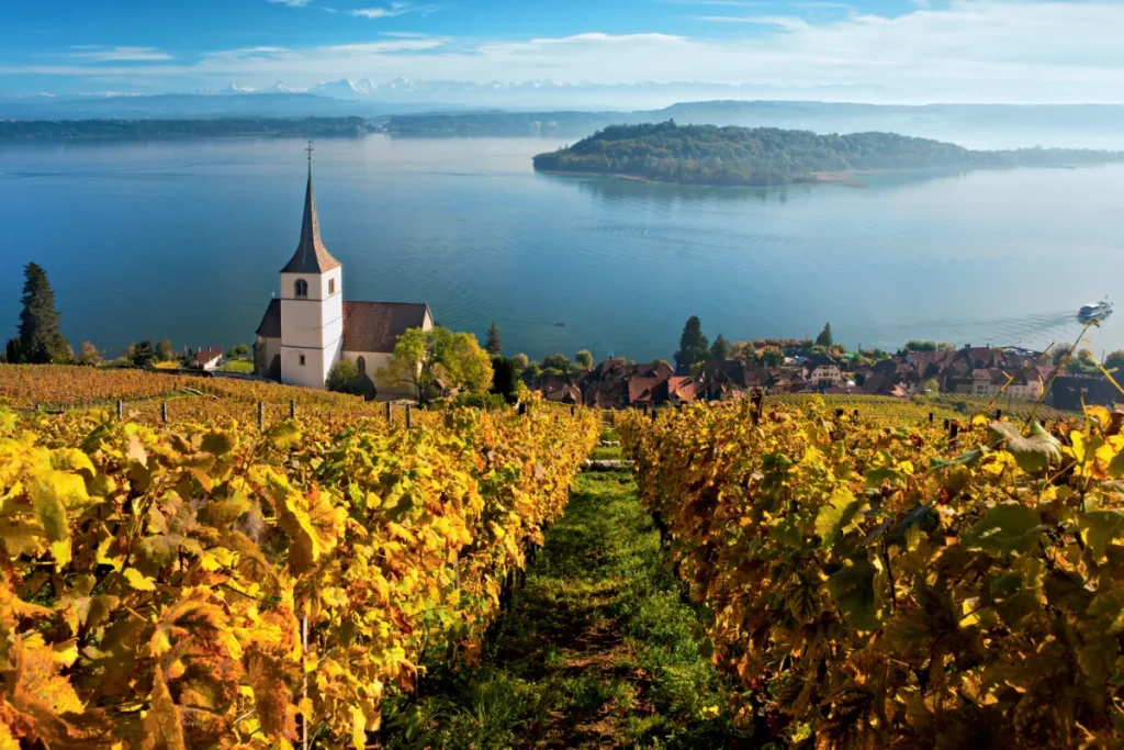 Vineyard view overlooking lake in Switzerland