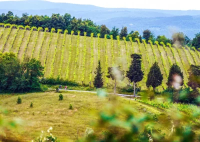 cycling past vineyards of Tuscany