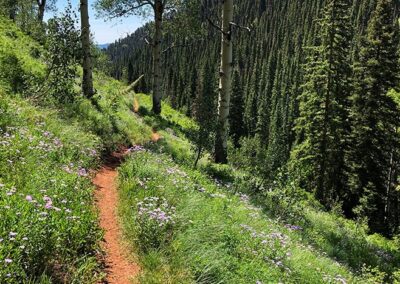 Colorado trail easy biking